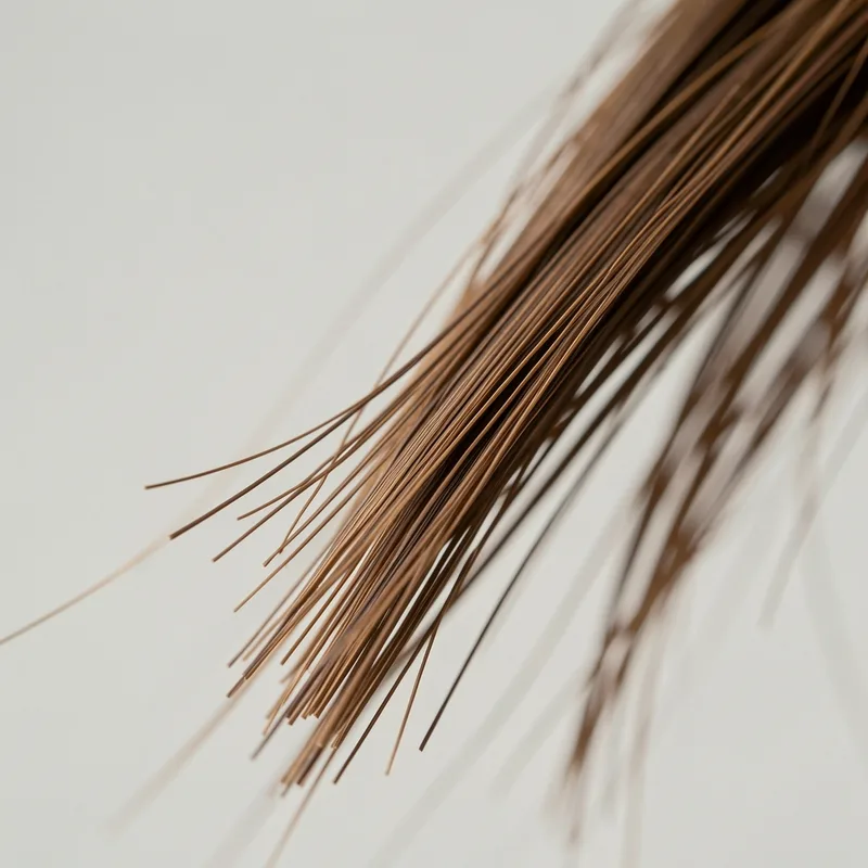 Pointes fourchues : causes, prévention et vraies solutions